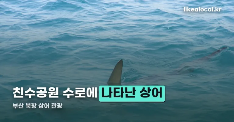 부산 북항 상어 관광 — 친수공원 수로에 나타난 무태상어 추정 개체