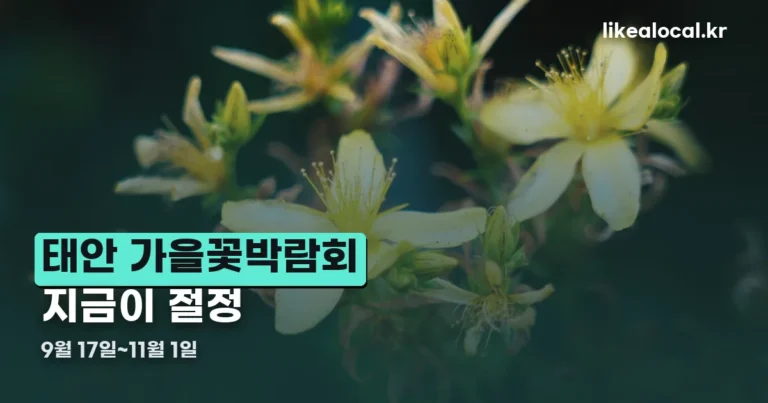 태안 가을꽃박람회 — 지금 가면 딱 절정입니다