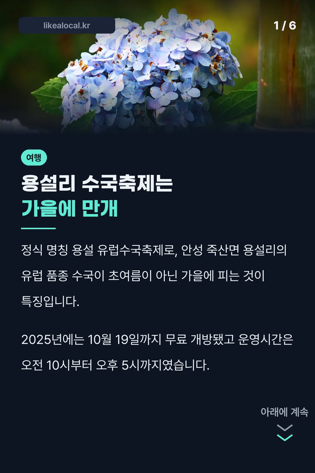 용설리 수국축제는 가을에 만개