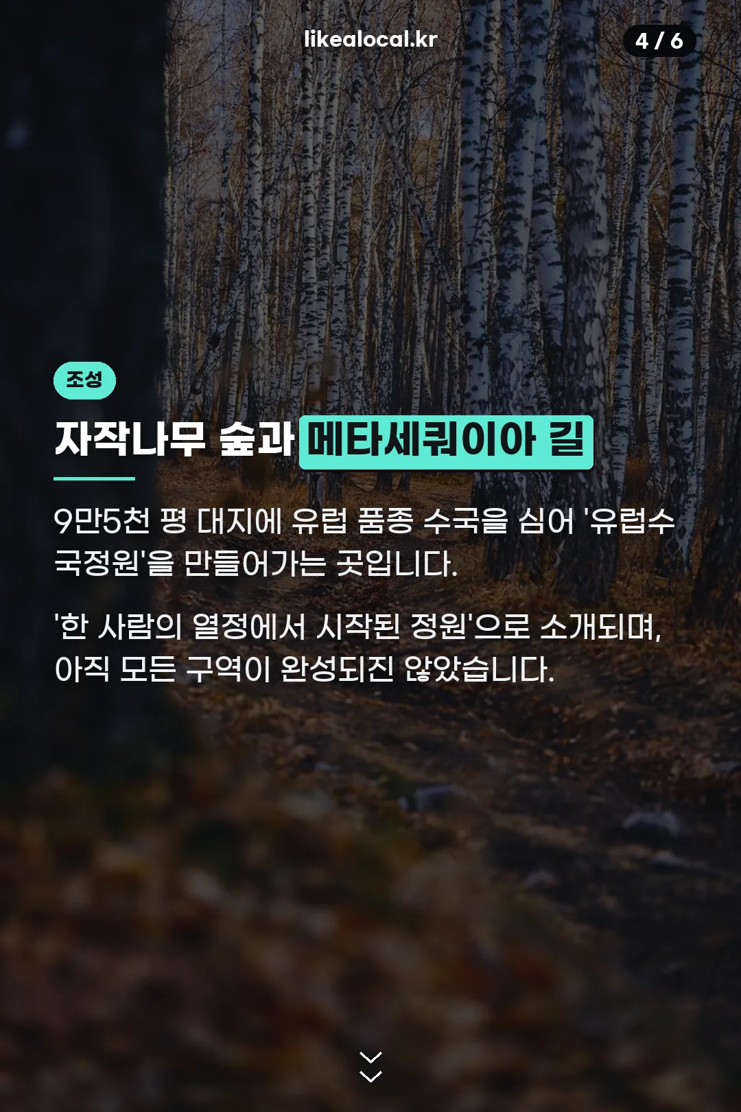자작나무 숲 조성 정보