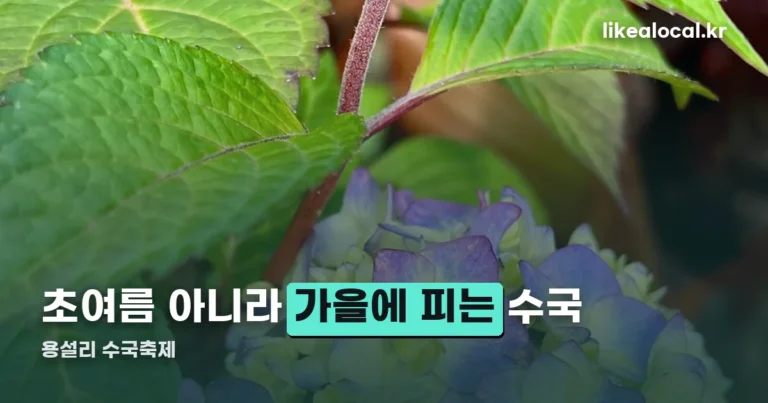 용설리 수국축제 정보 정리 — 가을에 피는 유럽수국