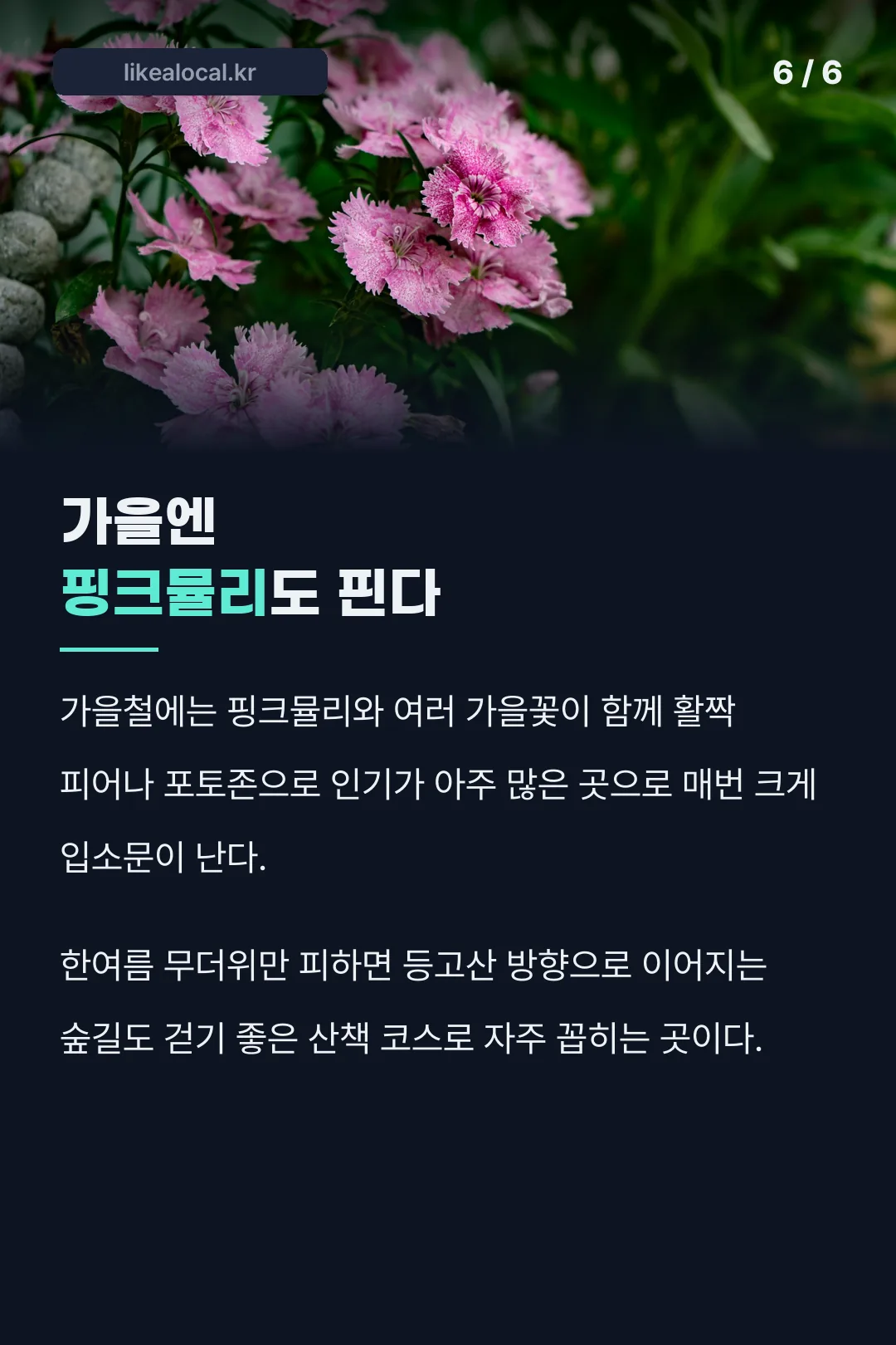가을 핑크뮬리