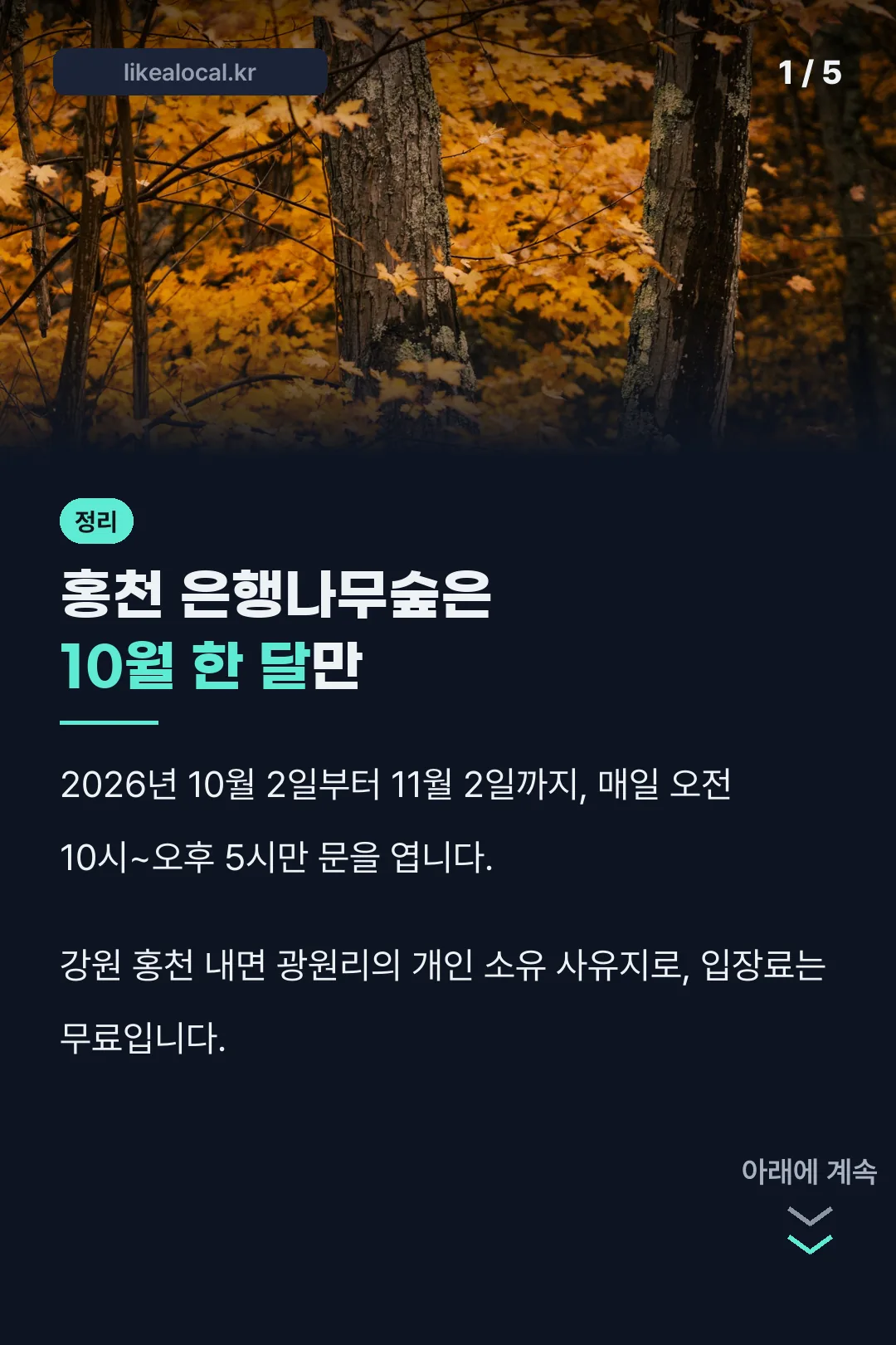 홍천 은행나무숲 개방 기간 정리