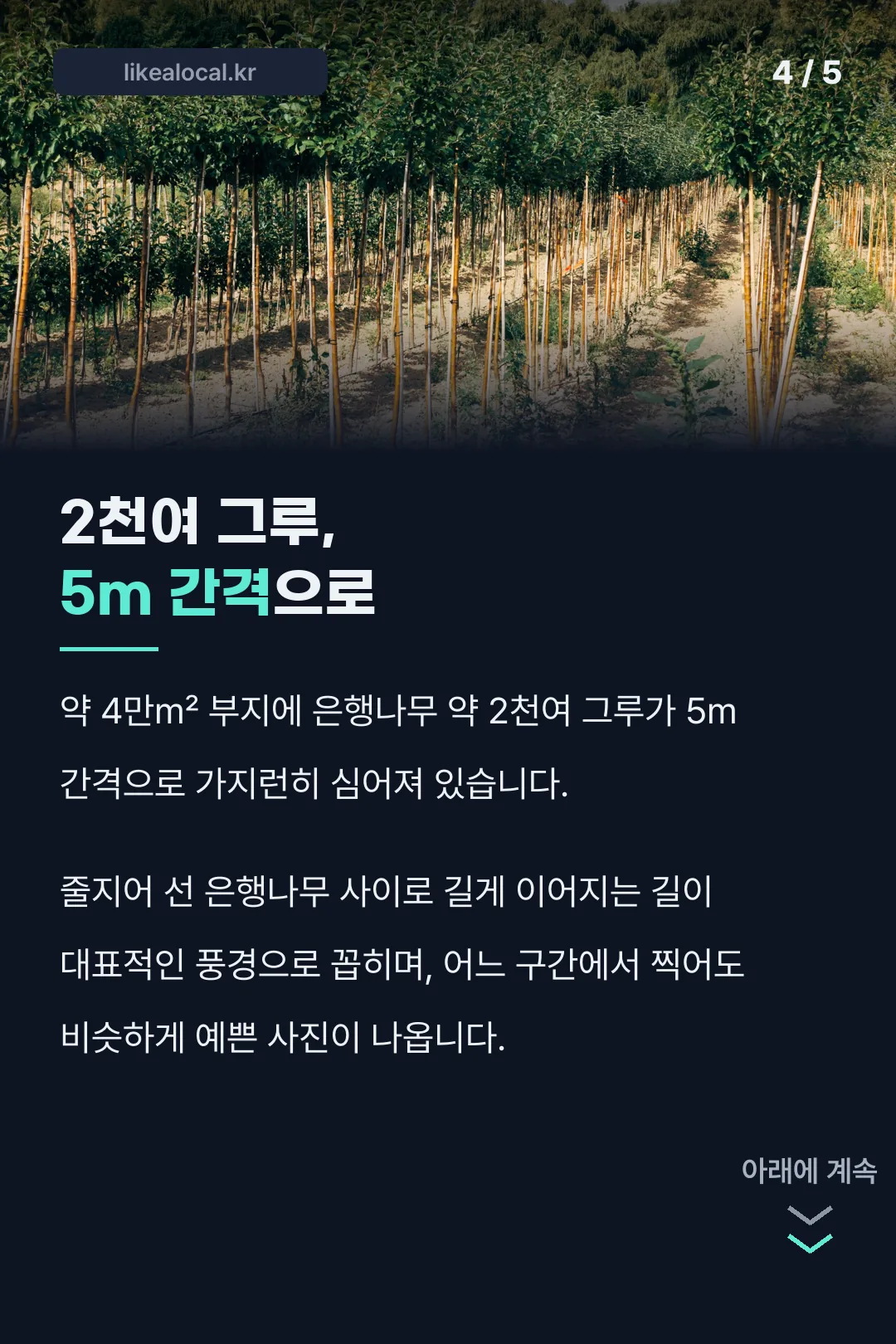 2천여 그루 규모