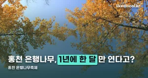 홍천 은행나무축제 — 10월 2일부터 한 달만 열리는 ‘숲’입니다