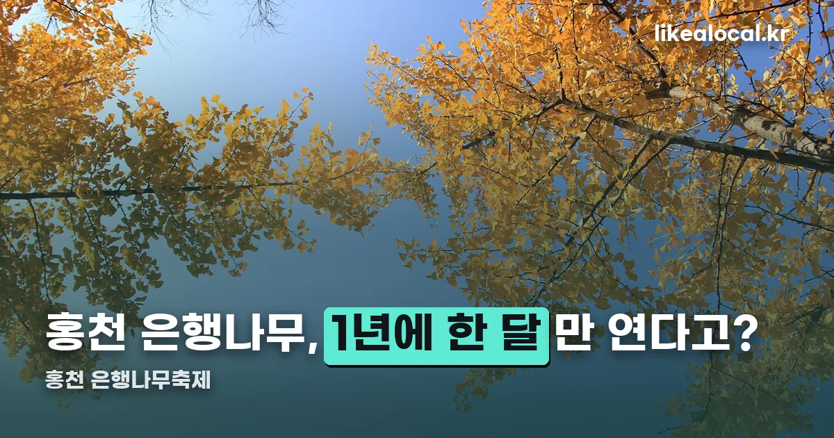 홍천 은행나무축제 정리 썸네일