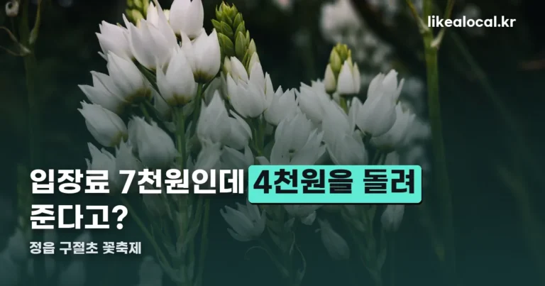 정읍 구절초 꽃축제 — 입장료 7천원인데 4천원을 돌려받습니다
