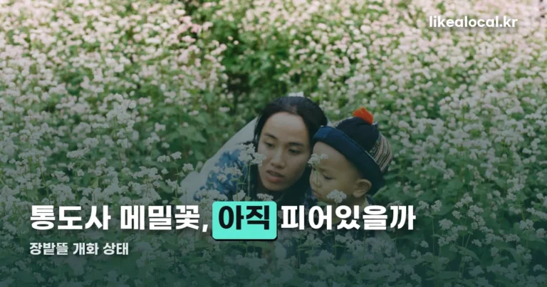 통도사 메밀밭 — 2만 평 꽃밭, 10월 7일엔 끝물